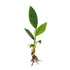 Anubias Congensis – Live Freshwater Aquarium Plant - Image 1 of 6