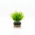 CANTON AQUATICS | Live Aquarium Helanthium Tenellum Echinodorus Plants - Increases Beauty - Removes Nitrates - Long Lasting - Grows in Low-Light - Suitable for Summer & Winter - Small