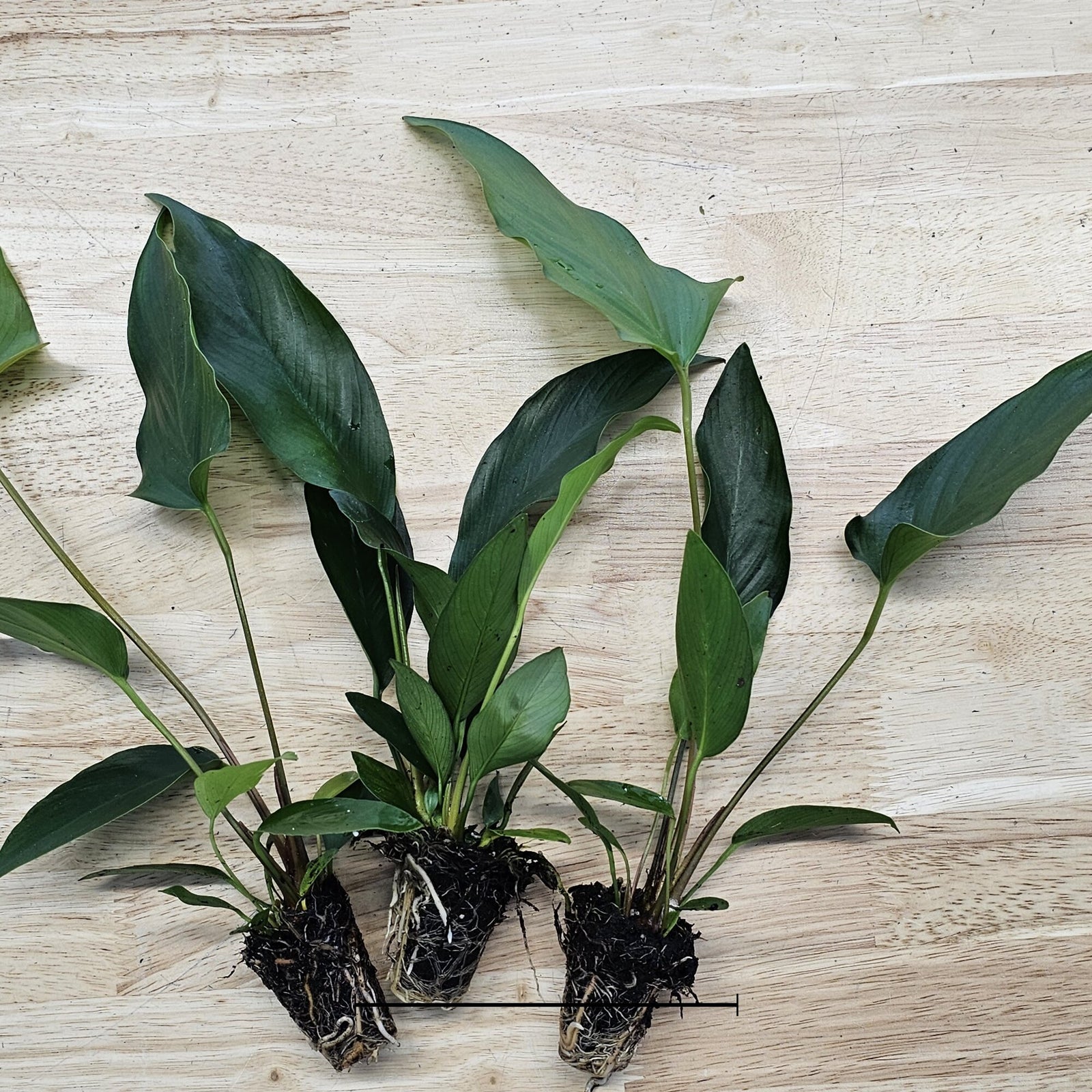 Showpiece Plant Duo – Large Amazon Sword & Anubias | Live Aquarium Plants, Easy, Lush, Freshwater