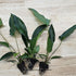 Showpiece Plant Duo – Large Amazon Sword & Anubias | Live Aquarium Plants, Easy, Lush, Freshwater