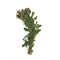 Oval Ludwigia (Ovalis)