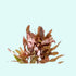 Ammania senegalensis – Live Freshwater Aquarium Plant - Image 38 of 43