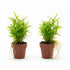 CANTON AQUATICS | Live Aquarium Helanthium Tenellum Echinodorus Plants - Increases Beauty - Removes Nitrates - Long Lasting - Grows in Low-Light - Suitable for Summer & Winter - Small