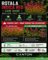 Rotala Indica