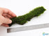 Christmas Moss on Driftwood | Live Aquarium Plant - Pre-Attached Vesicularia Montagnei, Low Light, No CO2, Shrimp Safe