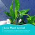 Anubias Hastifolia