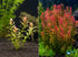 Rotala Indica