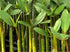 Mangrove Red (Rhizophora mangle) – Live Aquarium / Paludarium Plant
