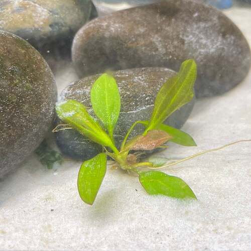 Rose Sparkle Sword (Echinodorus sp. “Rose Sparkle”) – Live Aquarium Plant