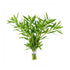 Needle Leaf Ludwigia Arcuata