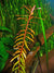 Ammania senegalensis – Live Freshwater Aquarium Plant - Image 4 of 43