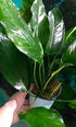 Anubias Nancon