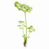 Canton Aquatics Live Aquarium Plants - Water Sprite Aquarium Plant, Ceratopteris Thalictroides - Perfect Live Aquatic Plants for Fish Tanks and Aquariums