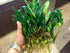 Anubias Minima Bare Root - Image 9 of 40