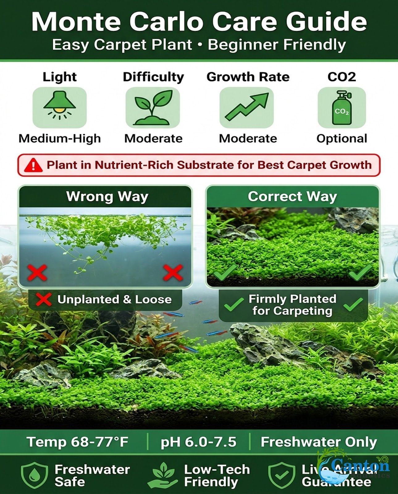 Micranthemum 'Monte Carlo' - Live Freshwater Carpet Aquarium Plant