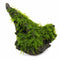 Christmas Moss on Driftwood | Live Aquarium Plant - Pre-Attached Vesicularia Montagnei, Low Light, No CO2, Shrimp Safe