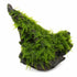 Christmas Moss on Driftwood | Live Aquarium Plant - Pre-Attached Vesicularia Montagnei, Low Light, No CO2, Shrimp Safe