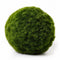 Marimo Moss Ball (Aegagropila Linnaei)