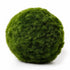 Marimo Moss Ball (Aegagropila Linnaei)