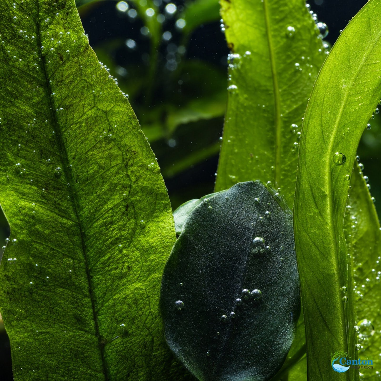 Beginner Live Aquarium Plants Bundle 3 to 75 Assorted Easy Plants for Fish Tanks