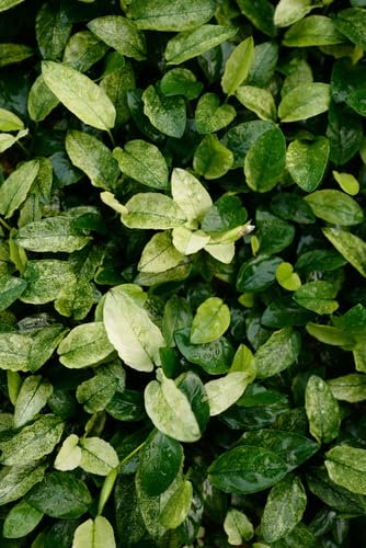 Anubias Nana Variegated - Live Aquarium Plant