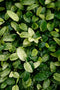 Anubias Nana Variegated - Live Aquarium Plant
