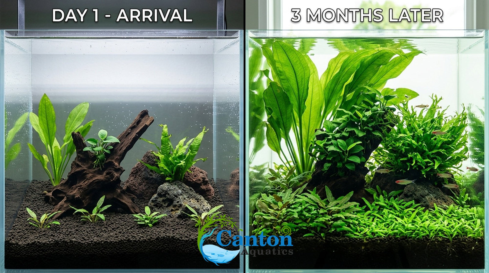 Live Aquarium Plants Essential Bundle