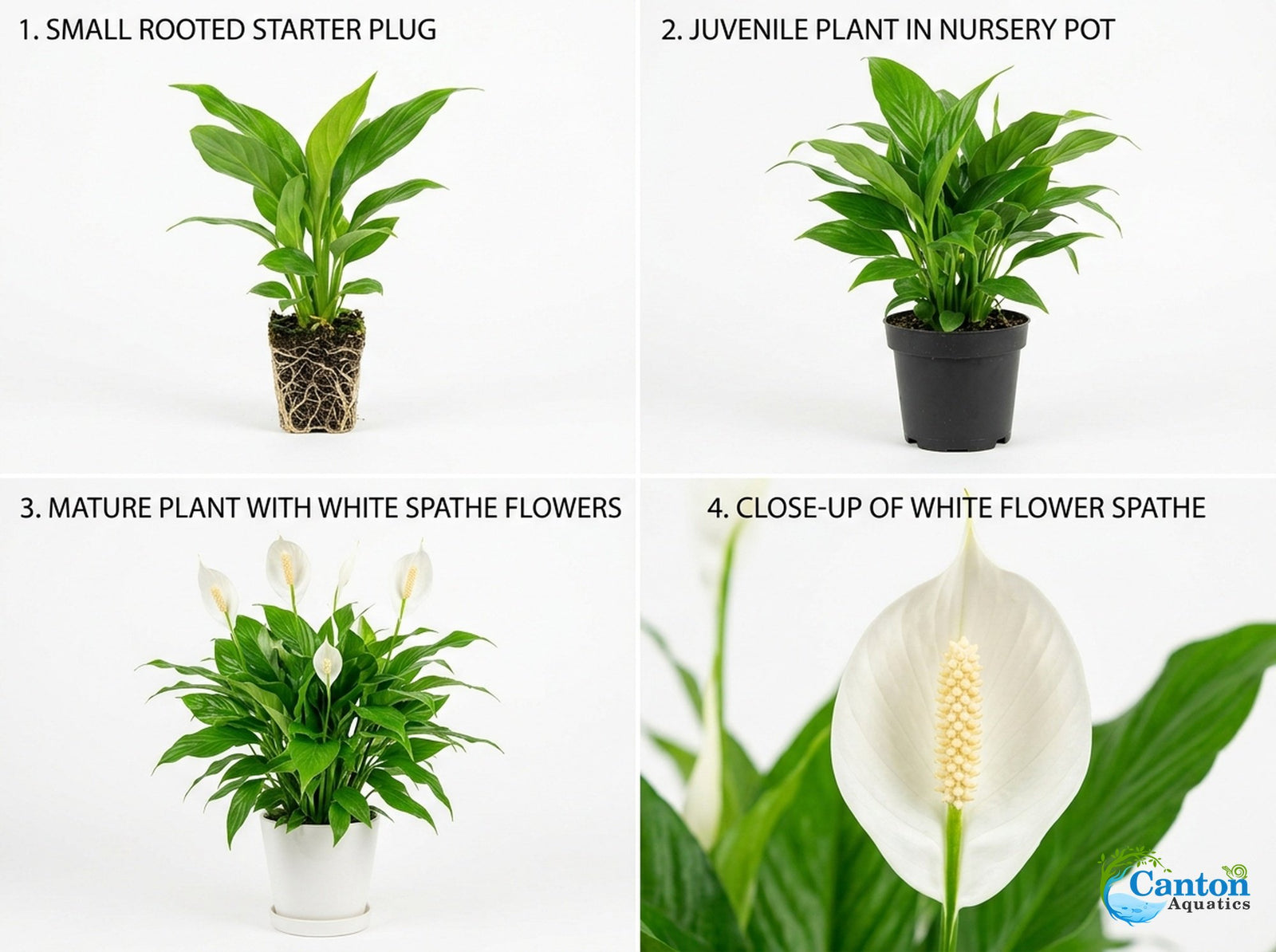 Spathiphyllum (Peace Lily) Rooted Starter Plant 3 Pack