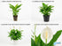 Spathiphyllum (Peace Lily) Rooted Starter Plant 3 Pack