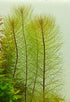 Parrot’s Feather (Myriophyllum aquaticum) – Live Aquarium & Pond Plant