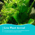 Canton Aquatics Live Aquarium Plants - Water Sprite Aquarium Plant, Ceratopteris Thalictroides - Perfect Live Aquatic Plants for Fish Tanks and Aquariums