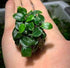 Anubias Nana Petite on Lava Rock – Live Aquarium Plant
