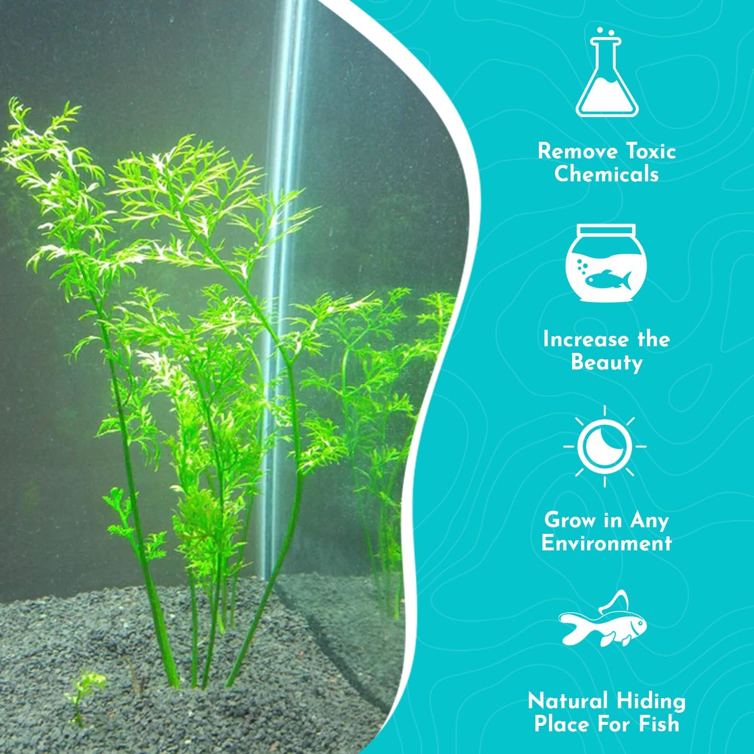 Canton Aquatics Live Aquarium Plants - Water Sprite Aquarium Plant, Ceratopteris Thalictroides - Perfect Live Aquatic Plants for Fish Tanks and Aquariums