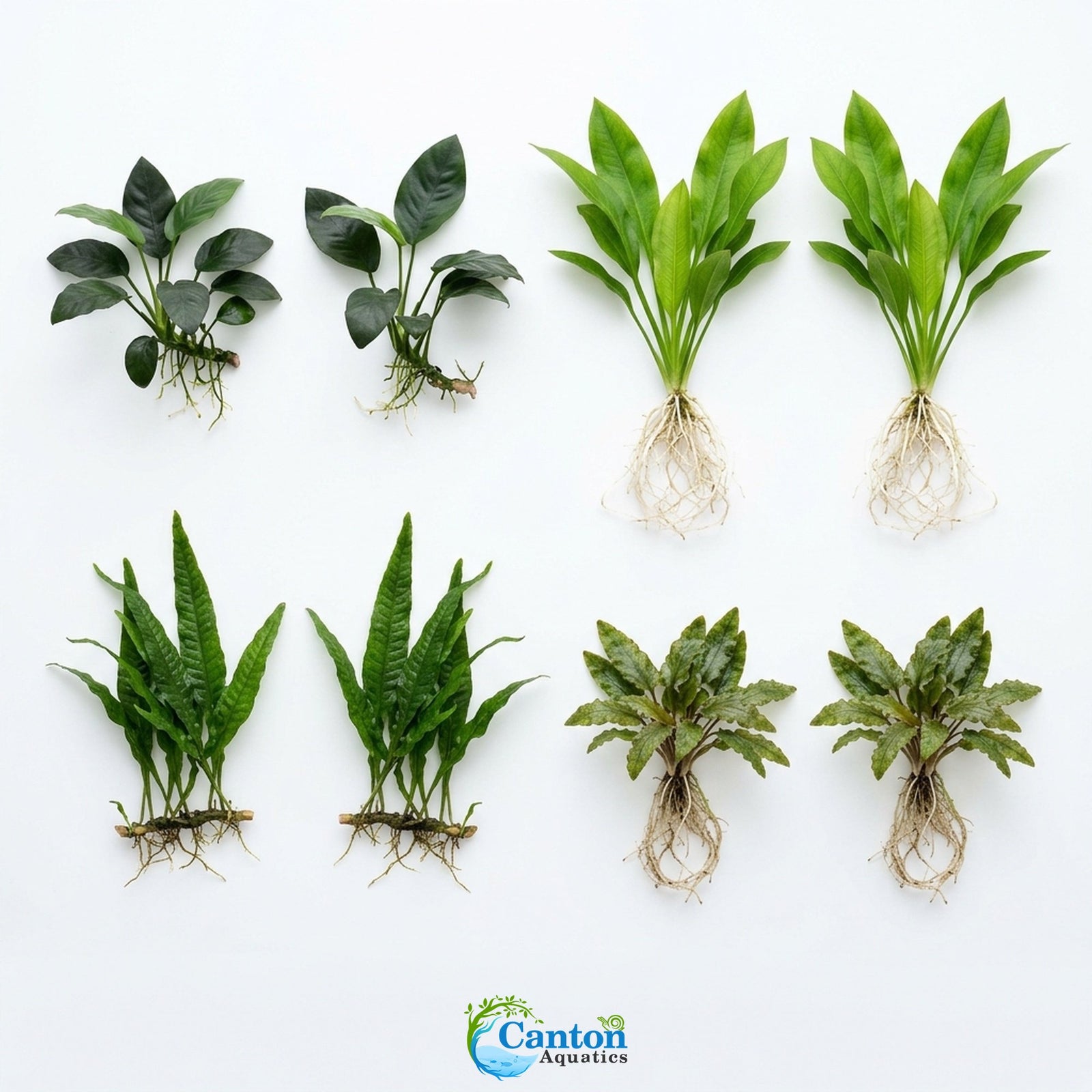 Live Aquarium Plants Essential Bundle