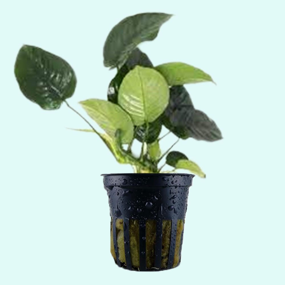Anubias Barteri - Image 15 of 80