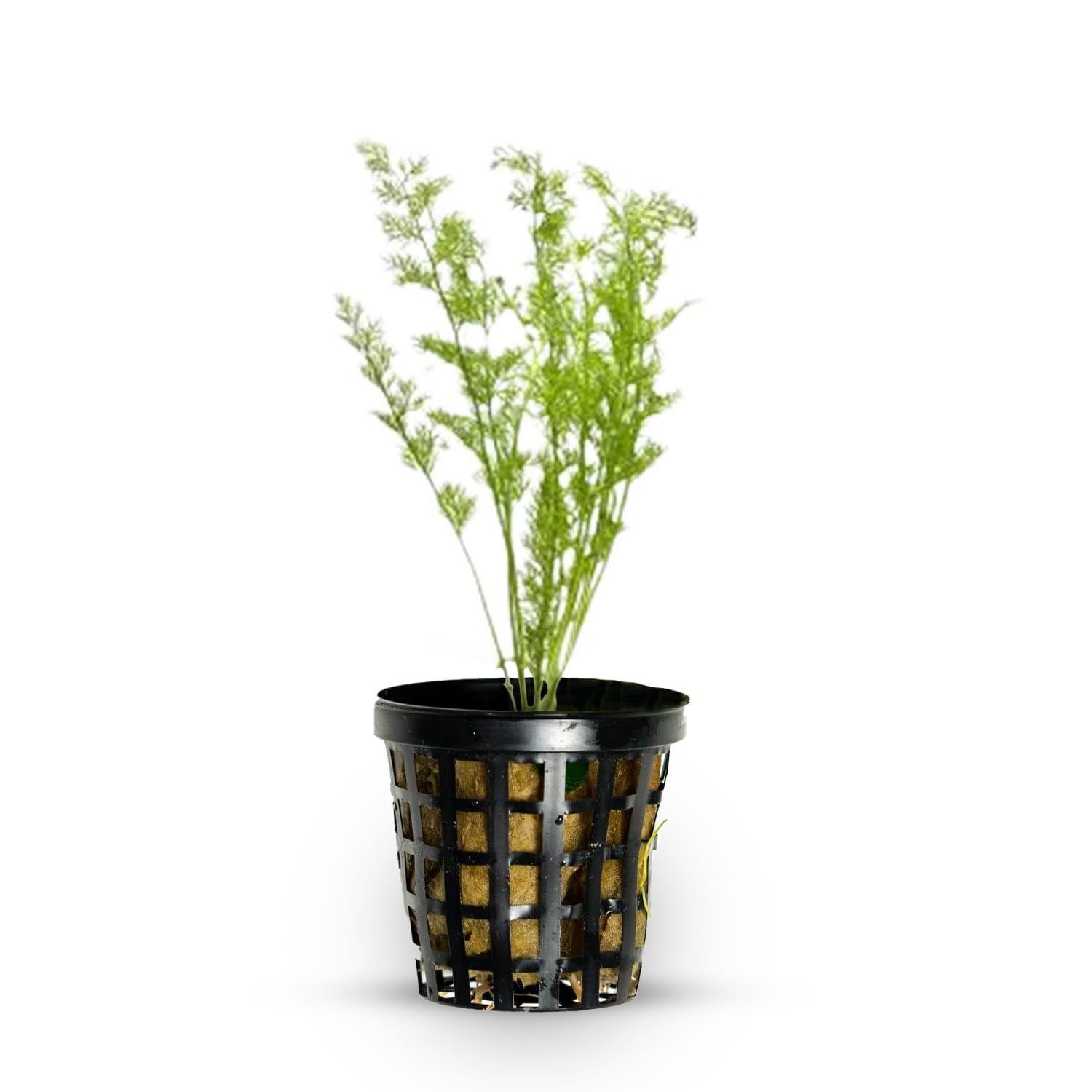 Canton Aquatics Live Aquarium Plants - Water Sprite Aquarium Plant, Ceratopteris Thalictroides - Perfect Live Aquatic Plants for Fish Tanks and Aquariums