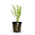 Canton Aquatics Live Aquarium Plants - Water Sprite Aquarium Plant, Ceratopteris Thalictroides - Perfect Live Aquatic Plants for Fish Tanks and Aquariums