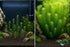 Limnophila Hippuridoides – Live Freshwater Aquarium Plant
