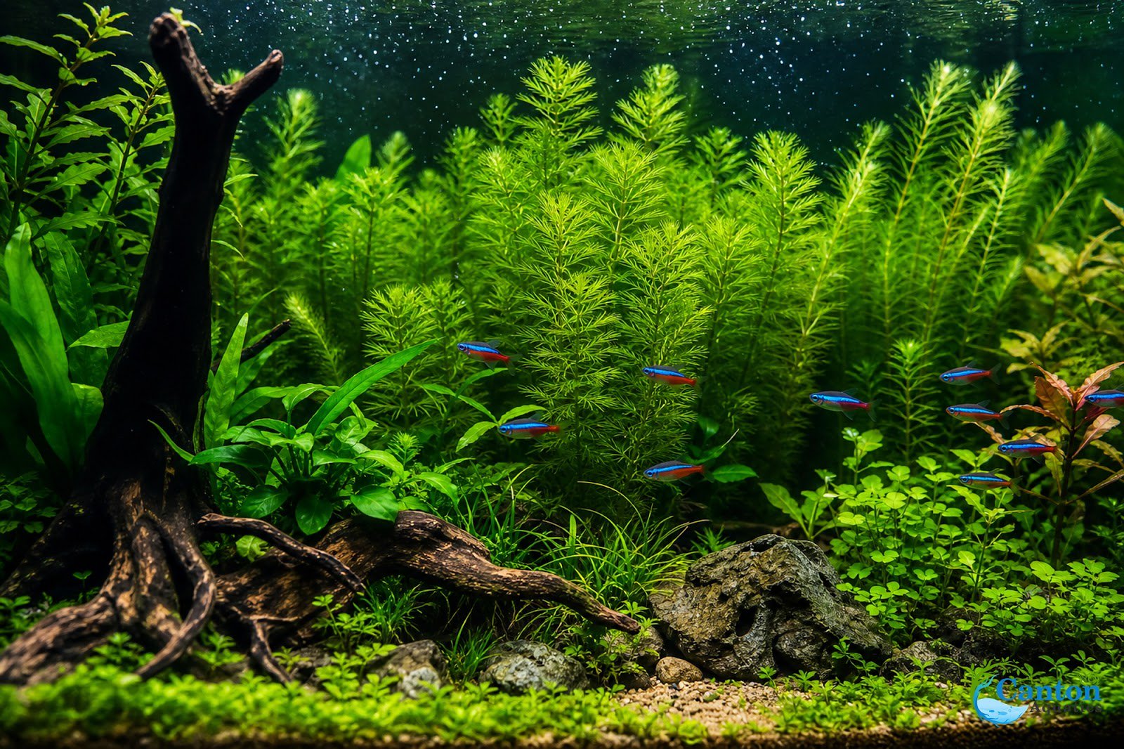 Limnophila Hippuridoides – Live Freshwater Aquarium Plant
