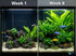 Cichlid-Friendly Live Plant Pack – Large Hardy Aquarium Plants (3 Pack)