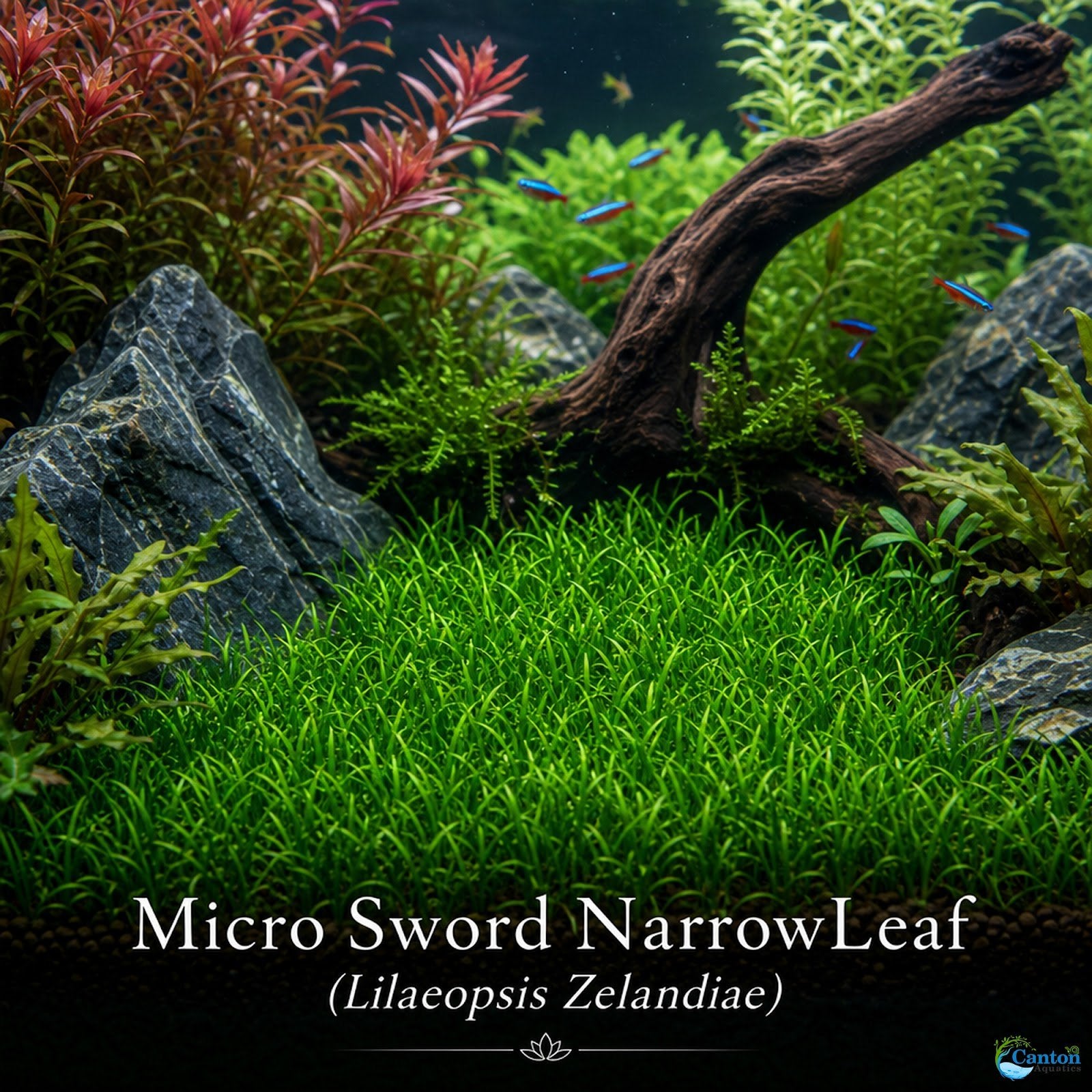 Micro Sword NarrowLeaf (Lilaeopsis Zelandiae)
