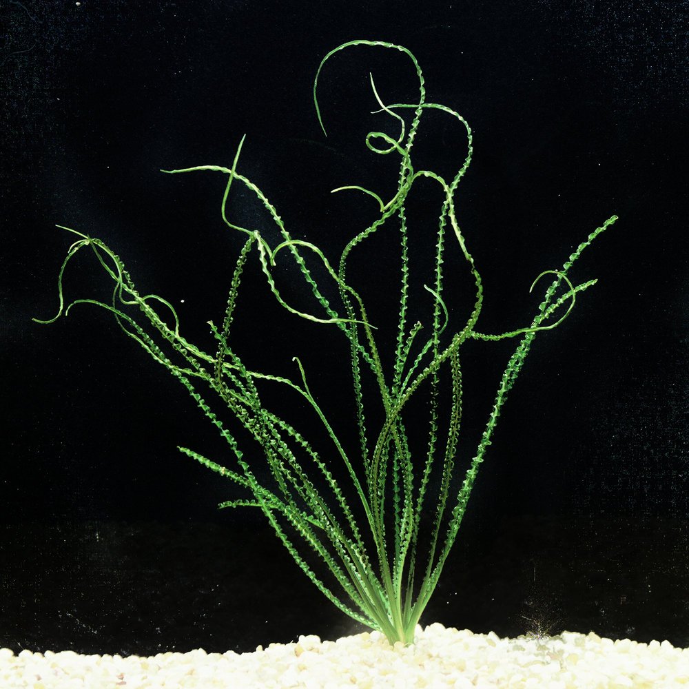 Crinum Calamistratum