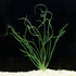 Crinum Calamistratum