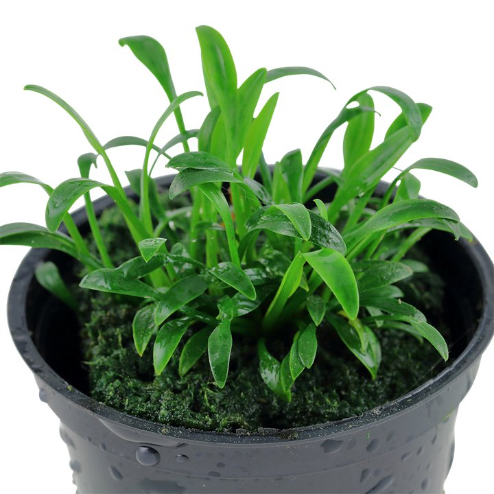 Cryptocoryne Parva