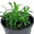 Cryptocoryne Parva