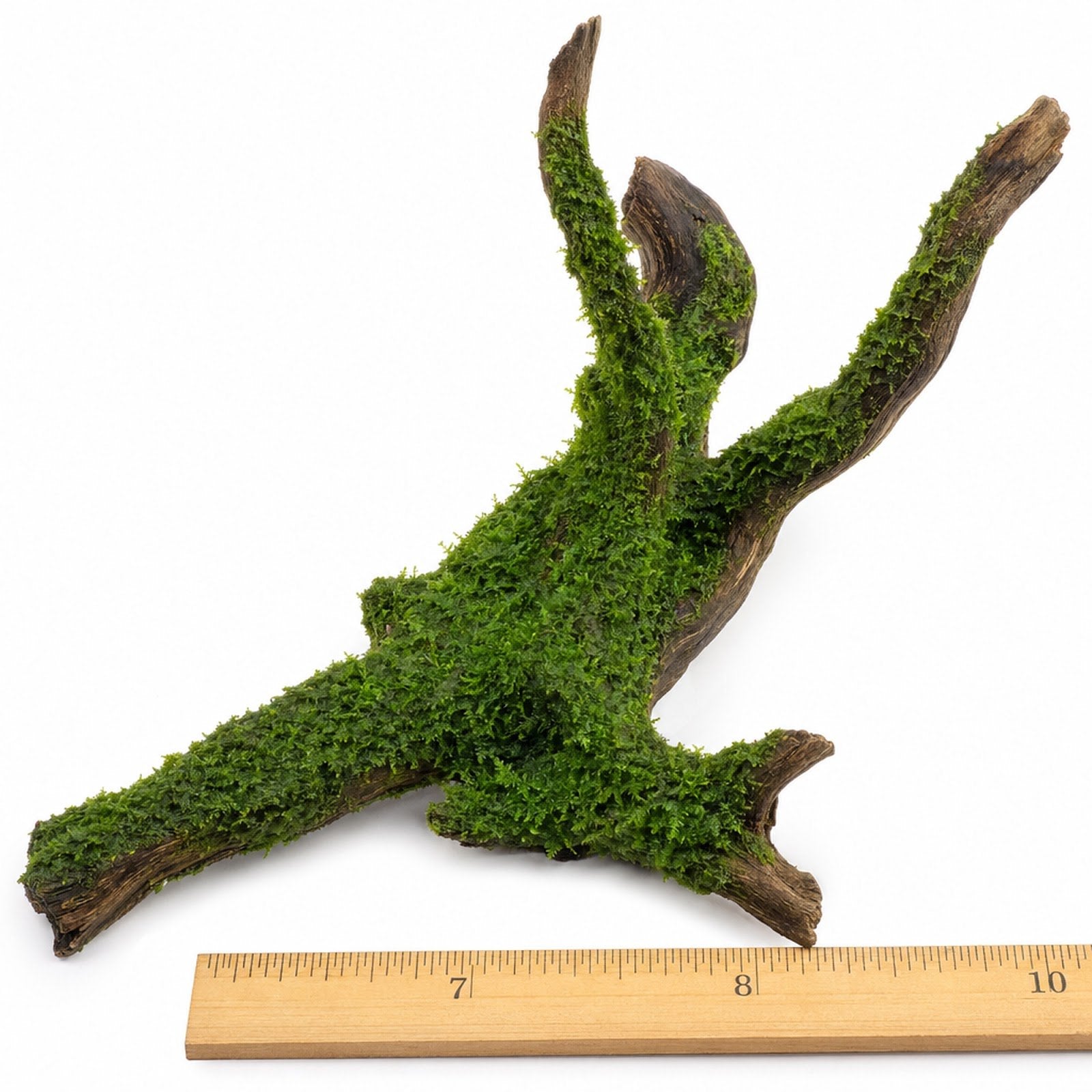 Christmas Moss on Driftwood | Live Aquarium Plant - Pre-Attached Vesicularia Montagnei, Low Light, No CO2, Shrimp Safe