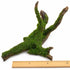 Christmas Moss on Driftwood | Live Aquarium Plant - Pre-Attached Vesicularia Montagnei, Low Light, No CO2, Shrimp Safe
