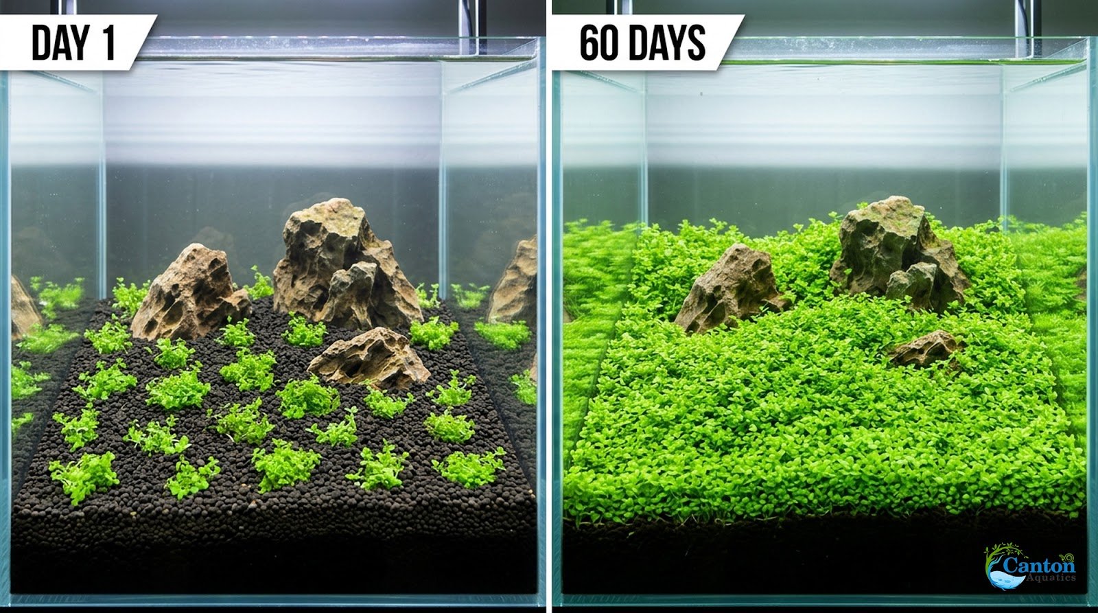 Micranthemum 'Monte Carlo' - Live Freshwater Carpet Aquarium Plant