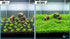Micranthemum 'Monte Carlo' - Live Freshwater Carpet Aquarium Plant