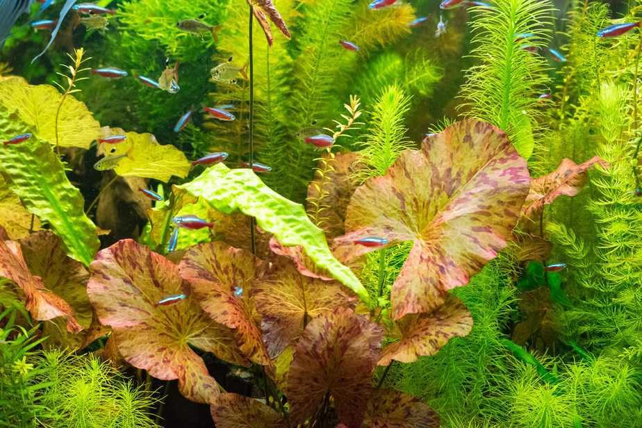 Red Flame Sword, Alternanthera Reineckii & Red Tiger Lotus Bundle – Live Freshwater Aquarium Plants